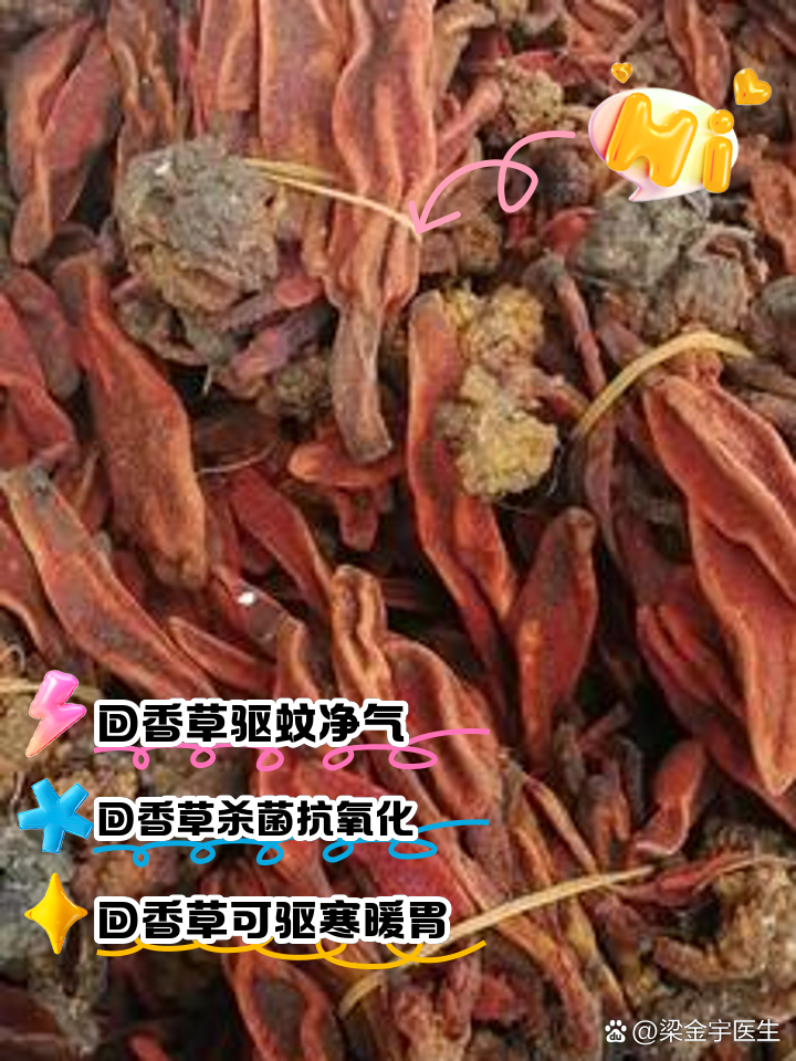 回香草的功效与作用