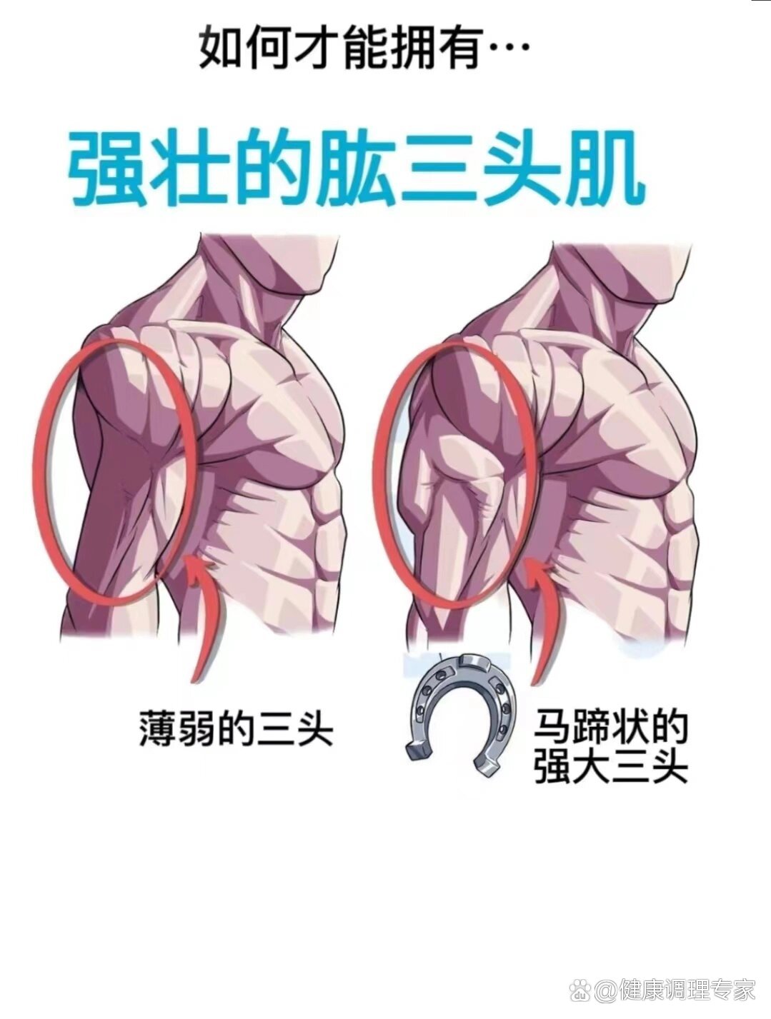 肱三头肌长头作用图片