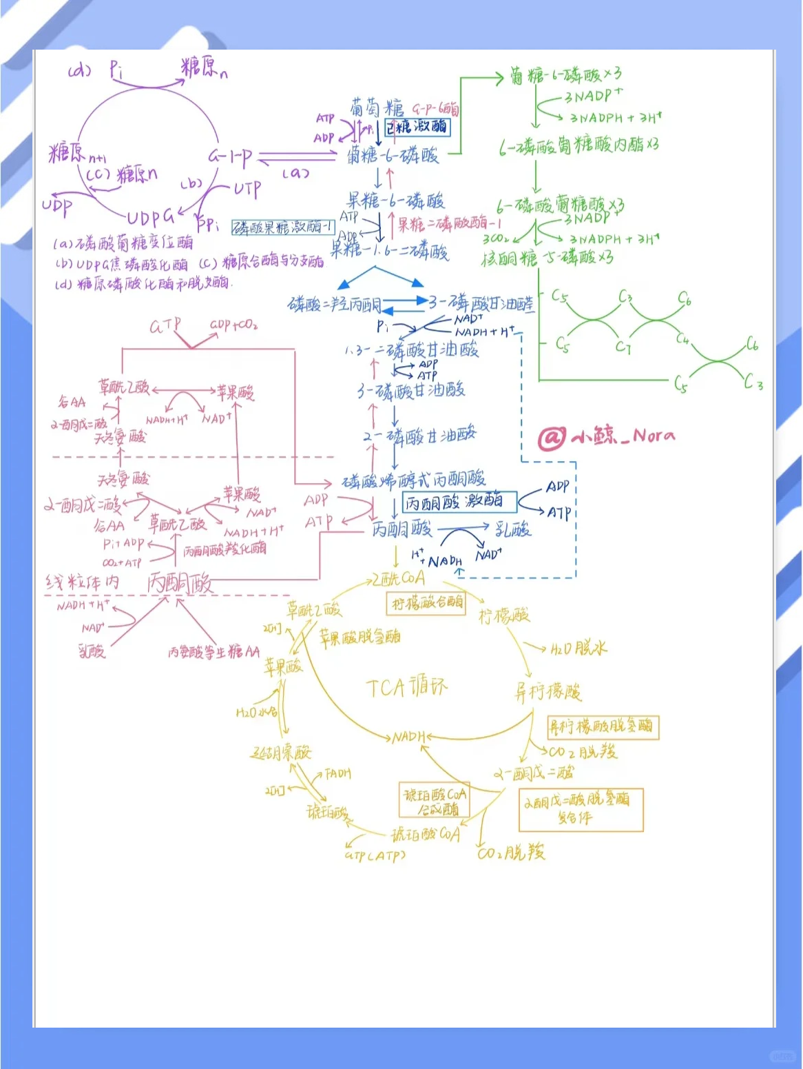 糖代谢全解析：从糖酵解到糖异生