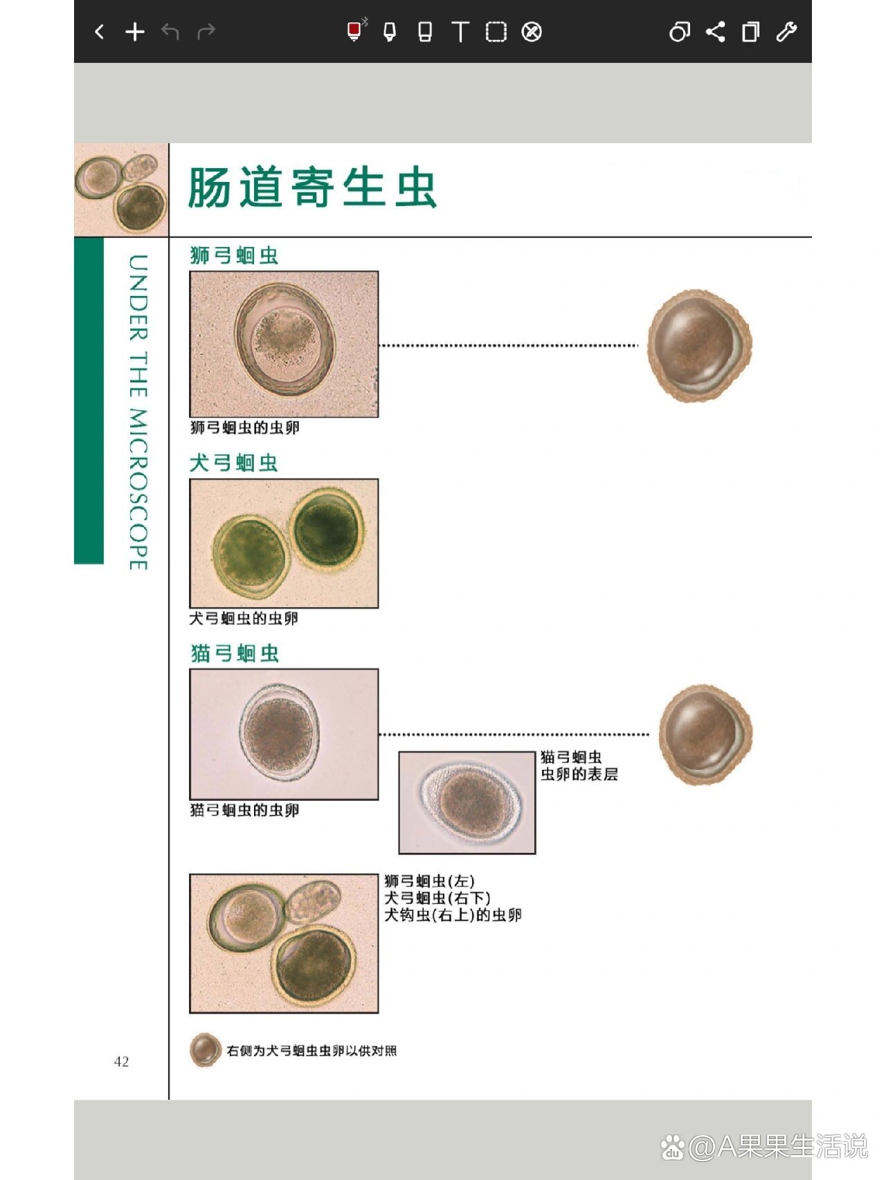 弓形虫,以及类似寄生虫显微镜的形态