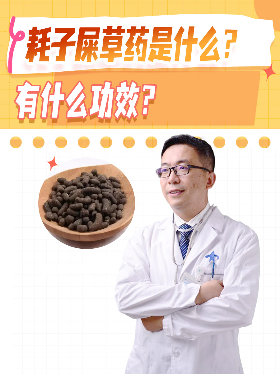 耗子屎草药是什么?有什么功效?