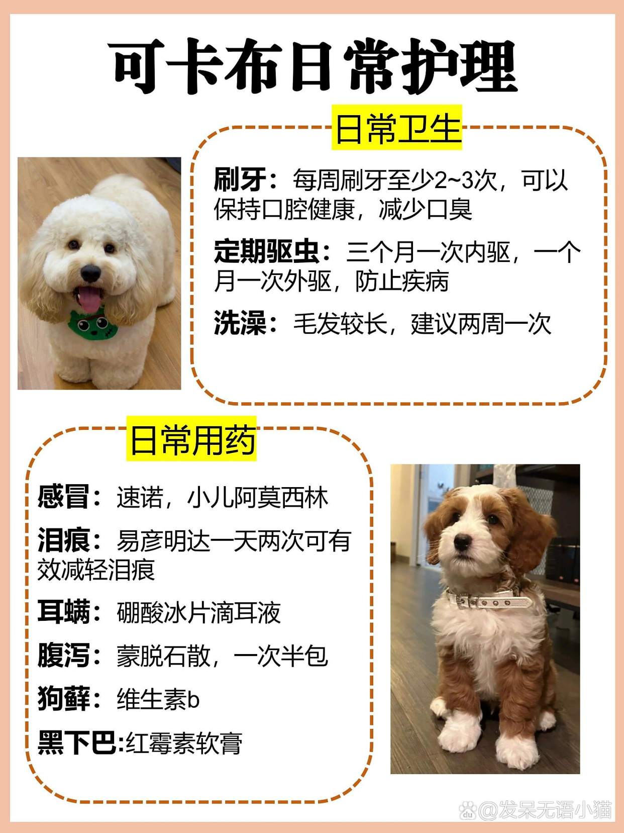 每天认识一只狗—可卡布犬！