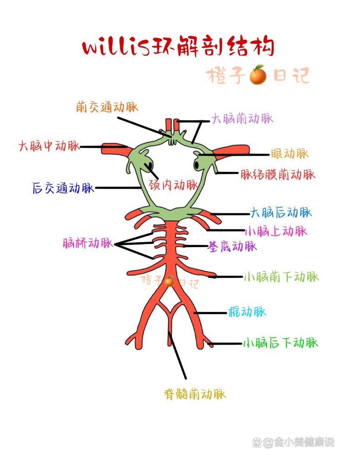 大脑动脉环简图图片