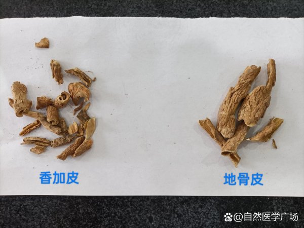 每日学中药近似药区分之香加皮与地骨皮