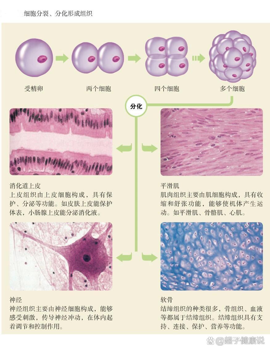 组织,器官,系统