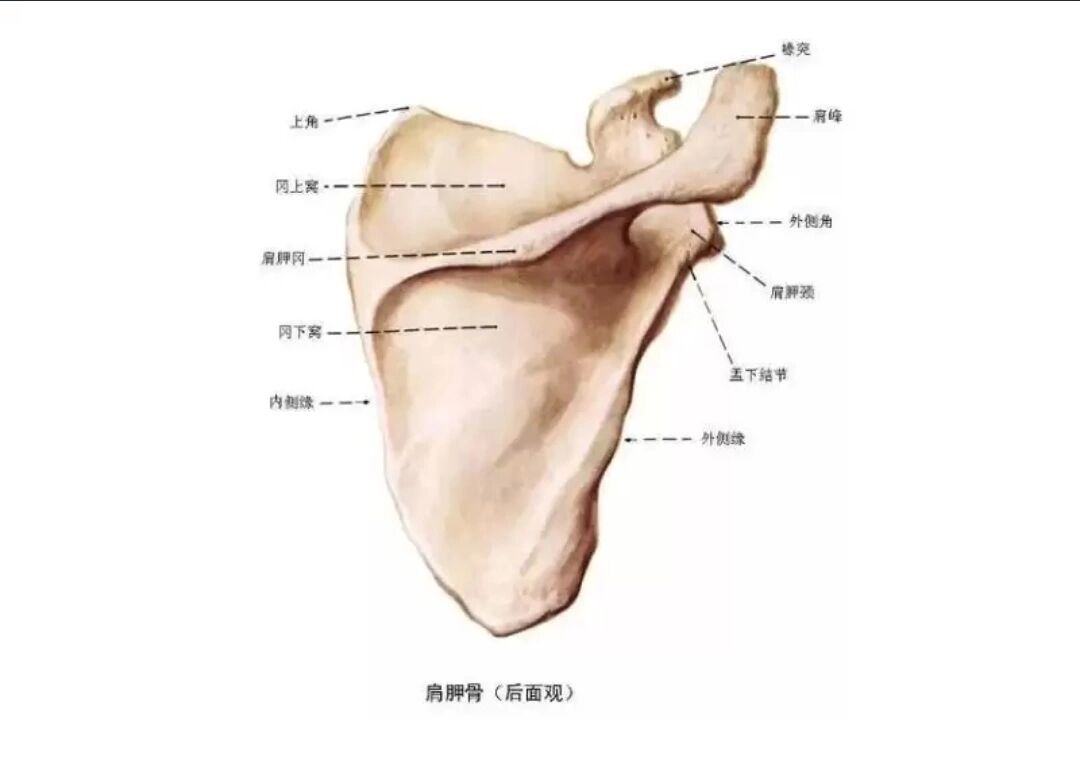 肩胛骨分区图片