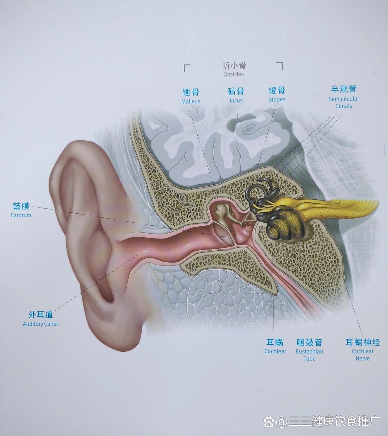 什么是耳声发射?