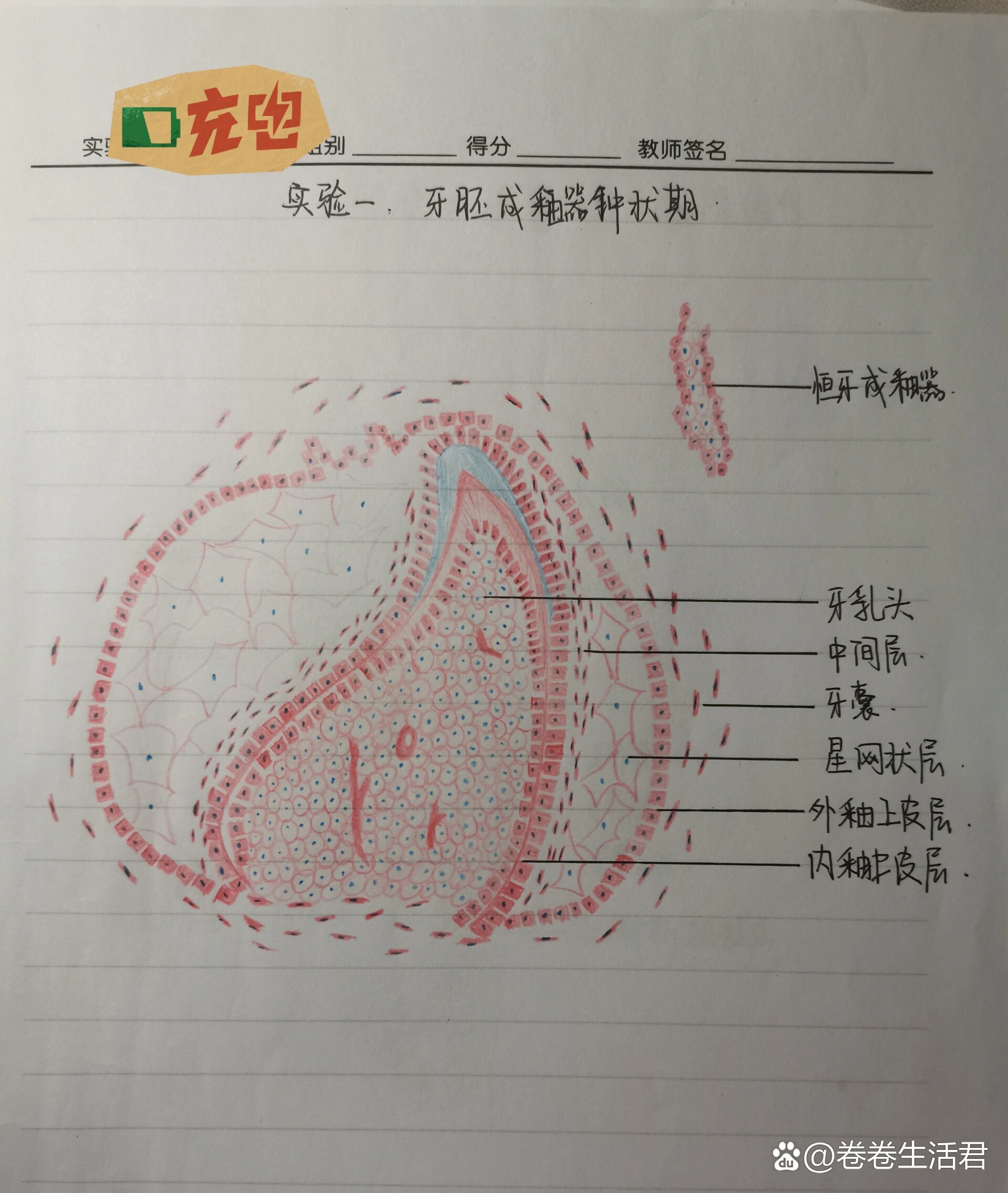 钟状期成釉器红蓝绘图图片