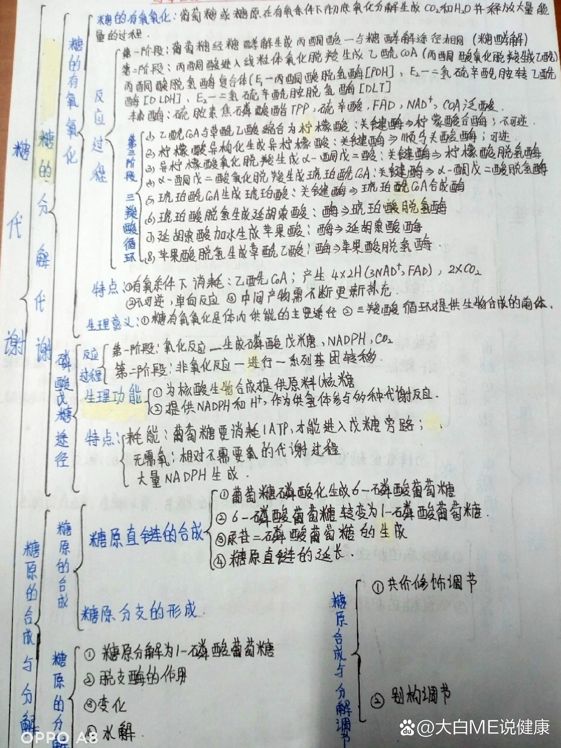 生物化学糖代谢思维导图