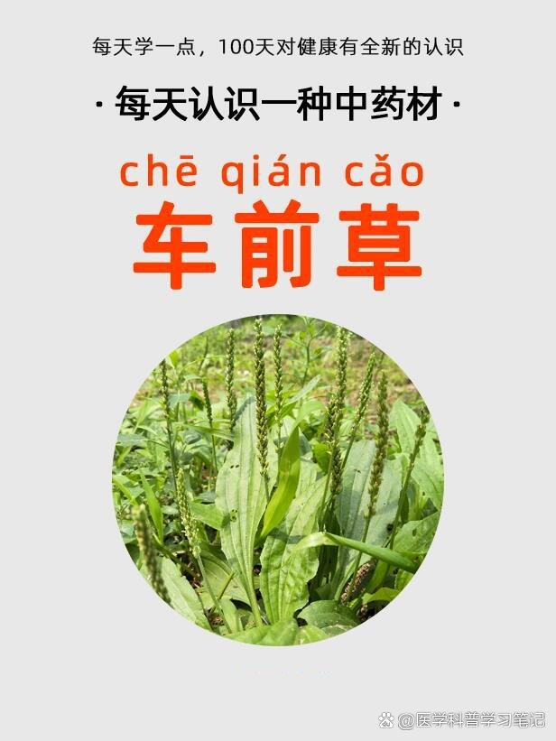 每天认识一种中药:车前草