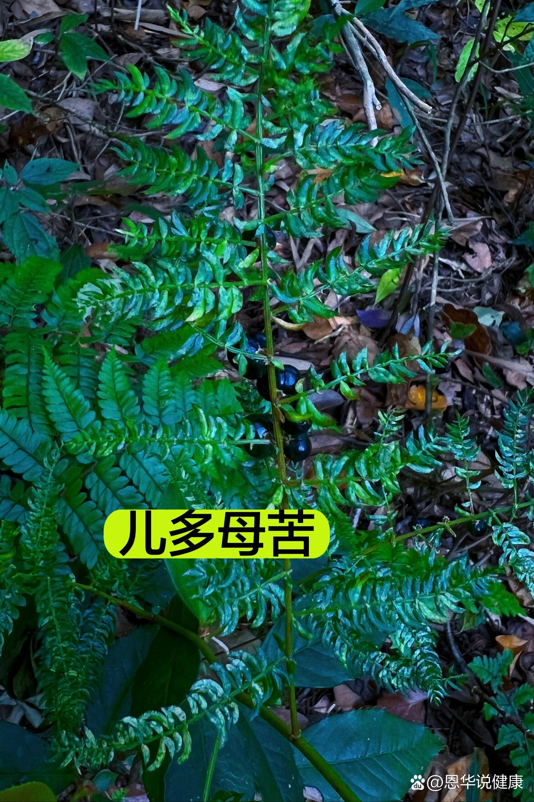 高黎贡山植物篇(17)儿多母苦