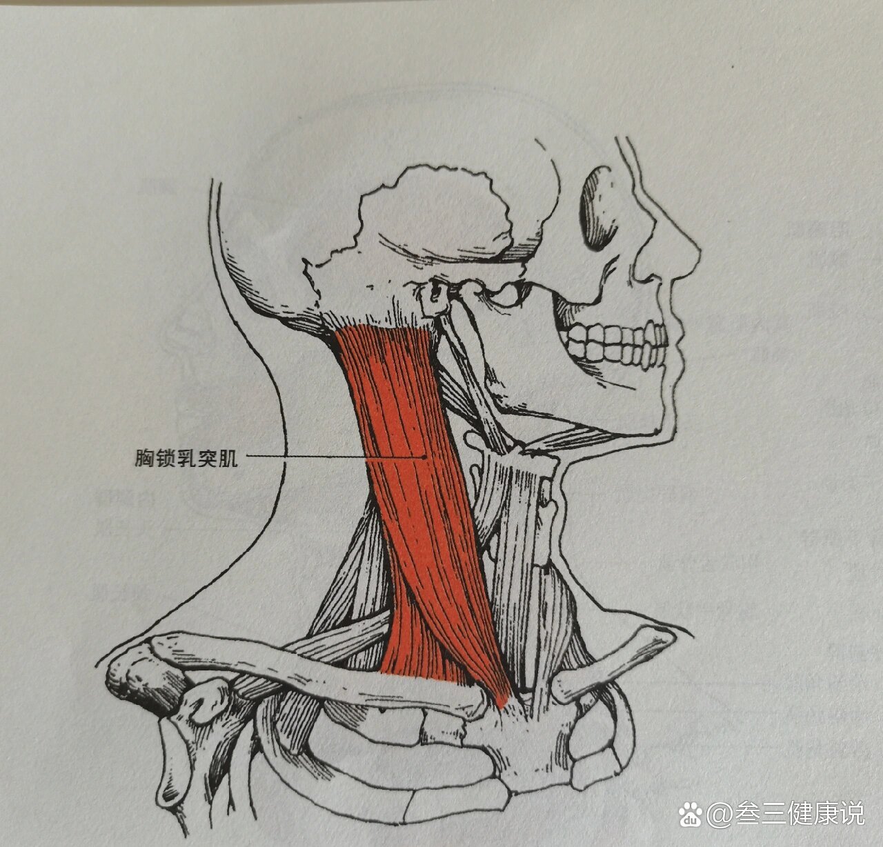 胸大肌起止点简图手绘图片