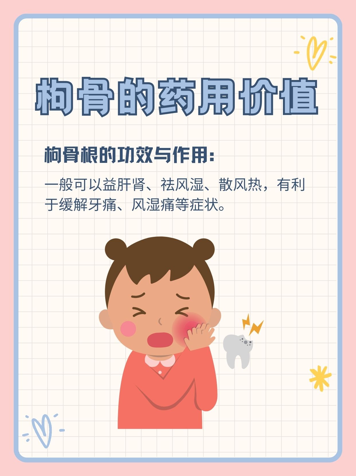 走近枸骨:它有什么药用价值?有什么功效作用?