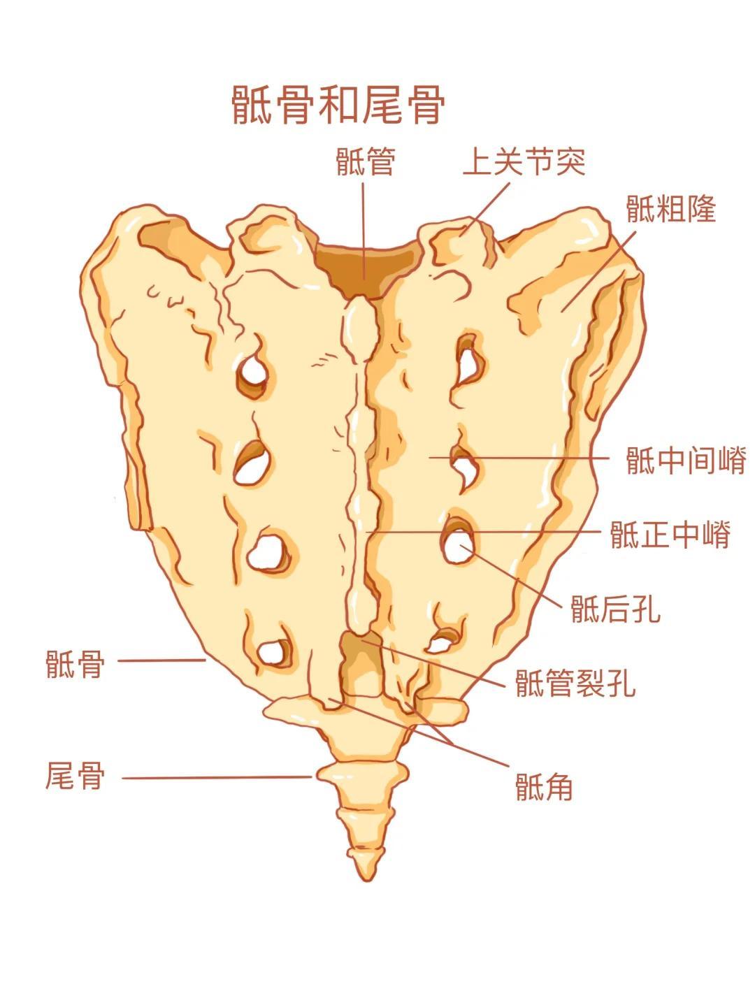 🦴骶尾骨结构详解🦴