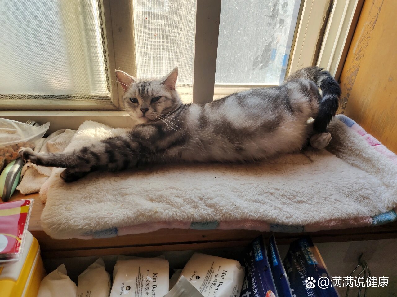 怀孕30天的猫咪肚肚