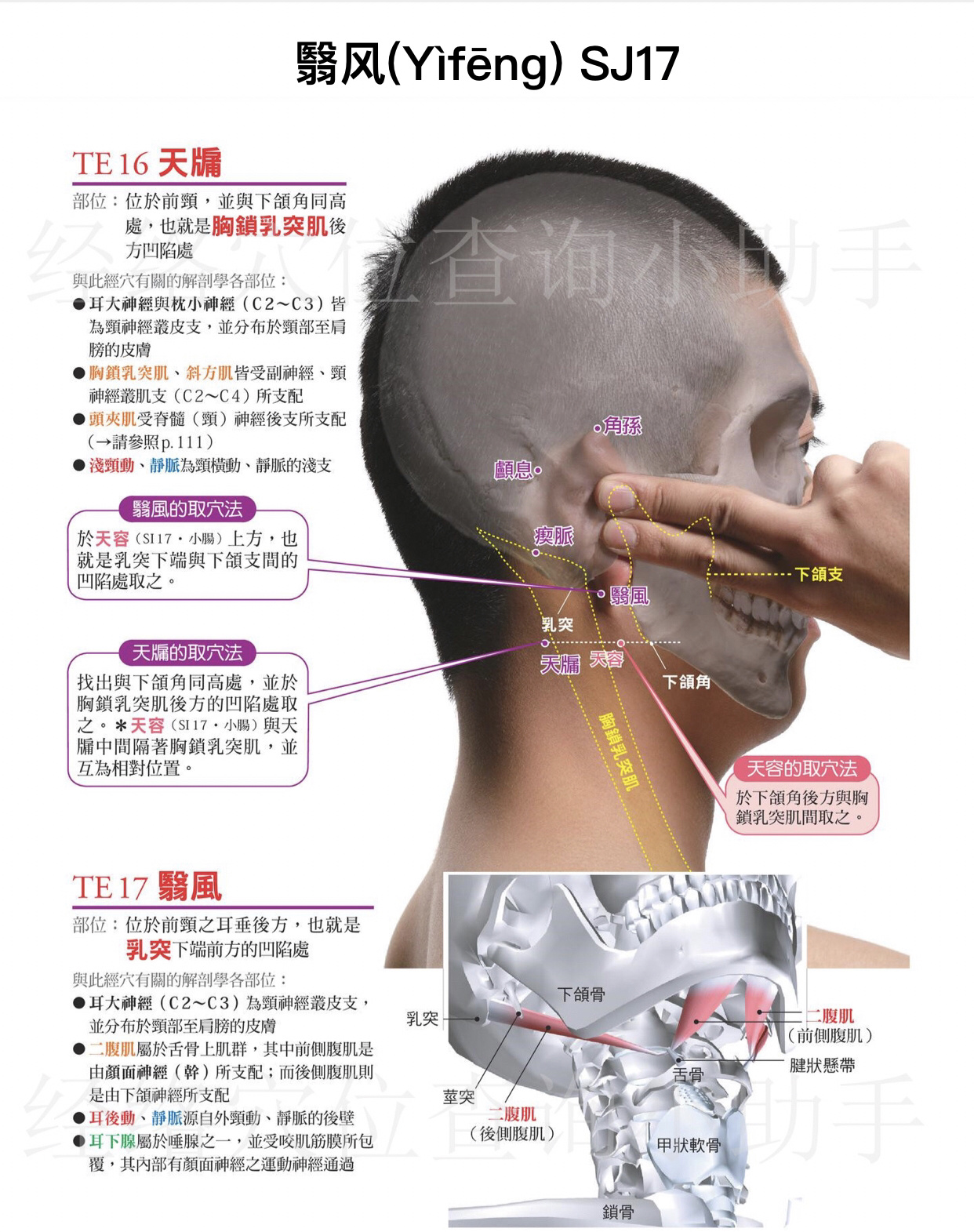 翳风位置有痣图解图片