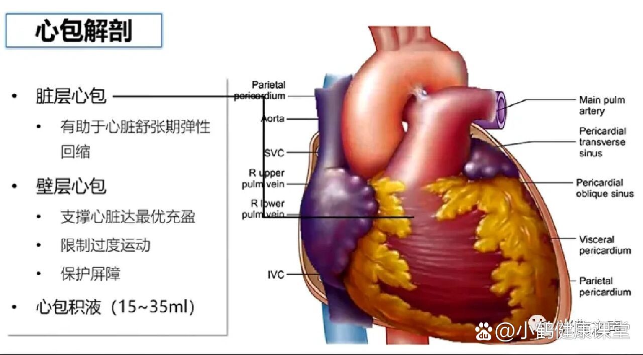 心包积液及心脏压塞