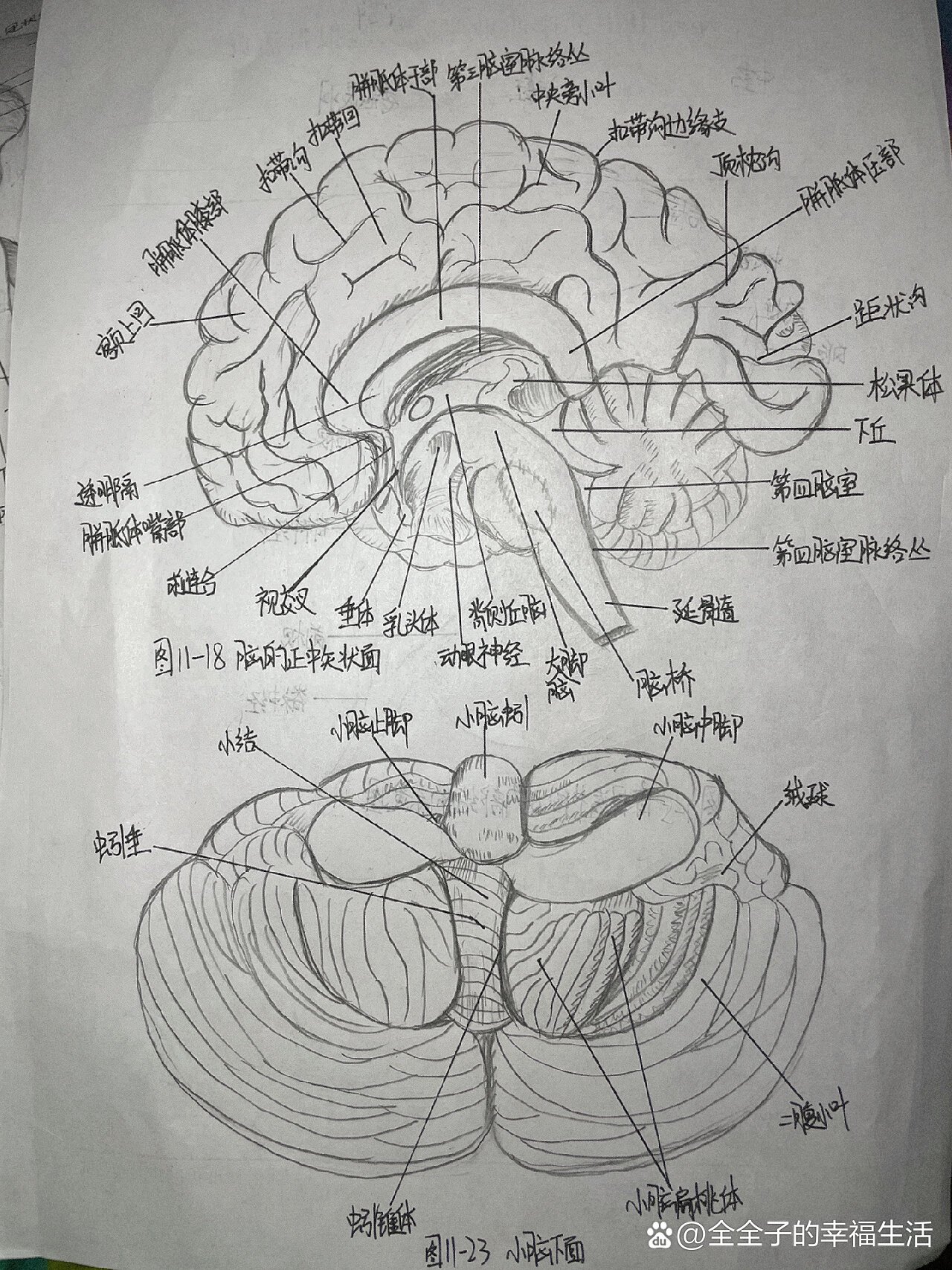 大脑半球外侧面素描图片