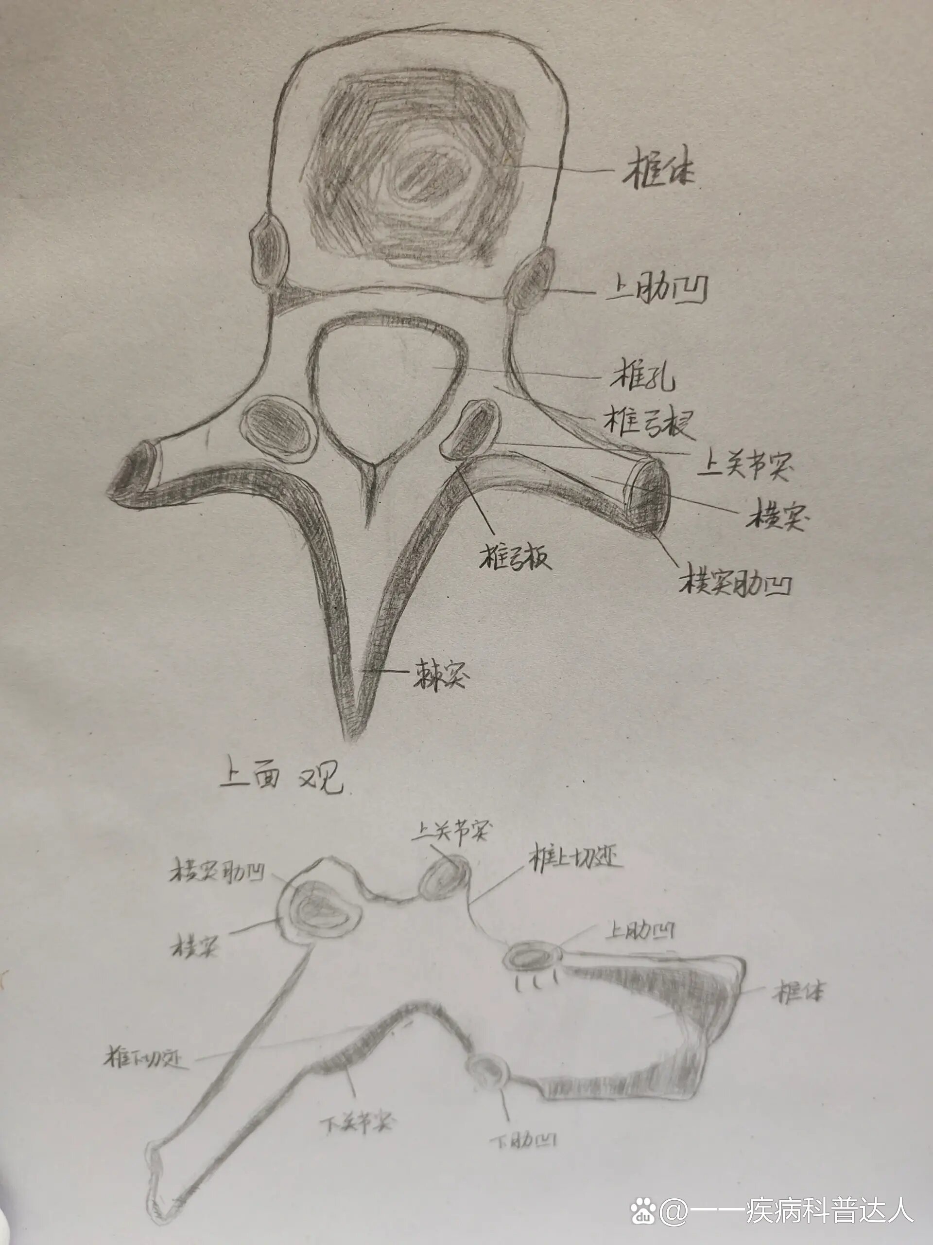 画胸椎侧面观图作业图片