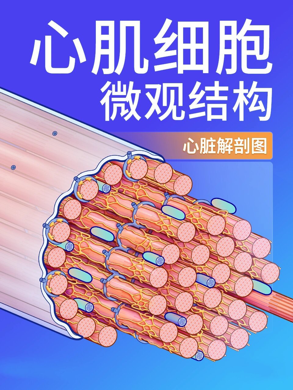 心肌细胞的微观结构