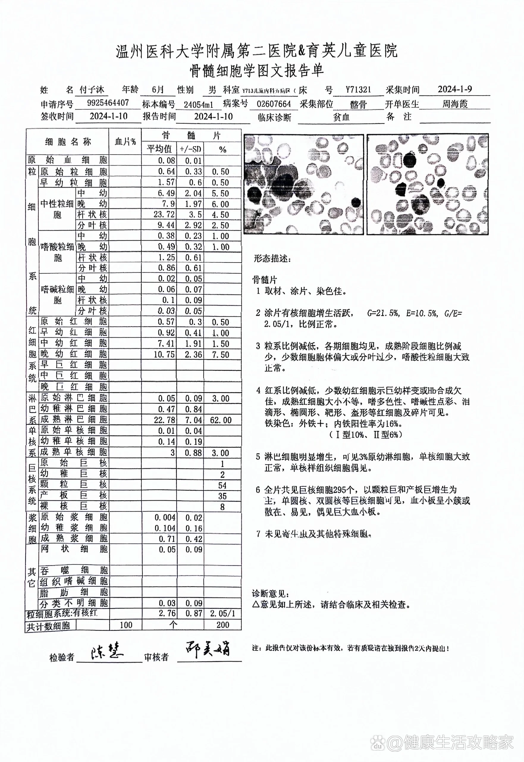 骨穿报告图片