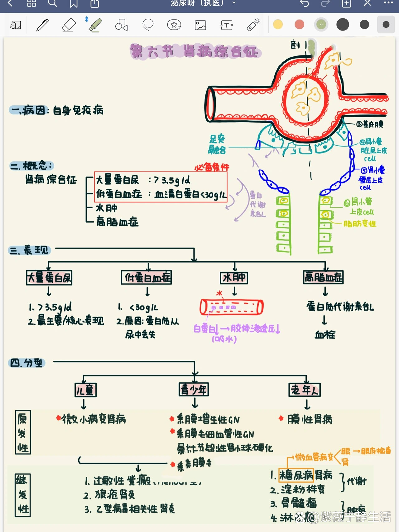 肾的结构思维导图图片