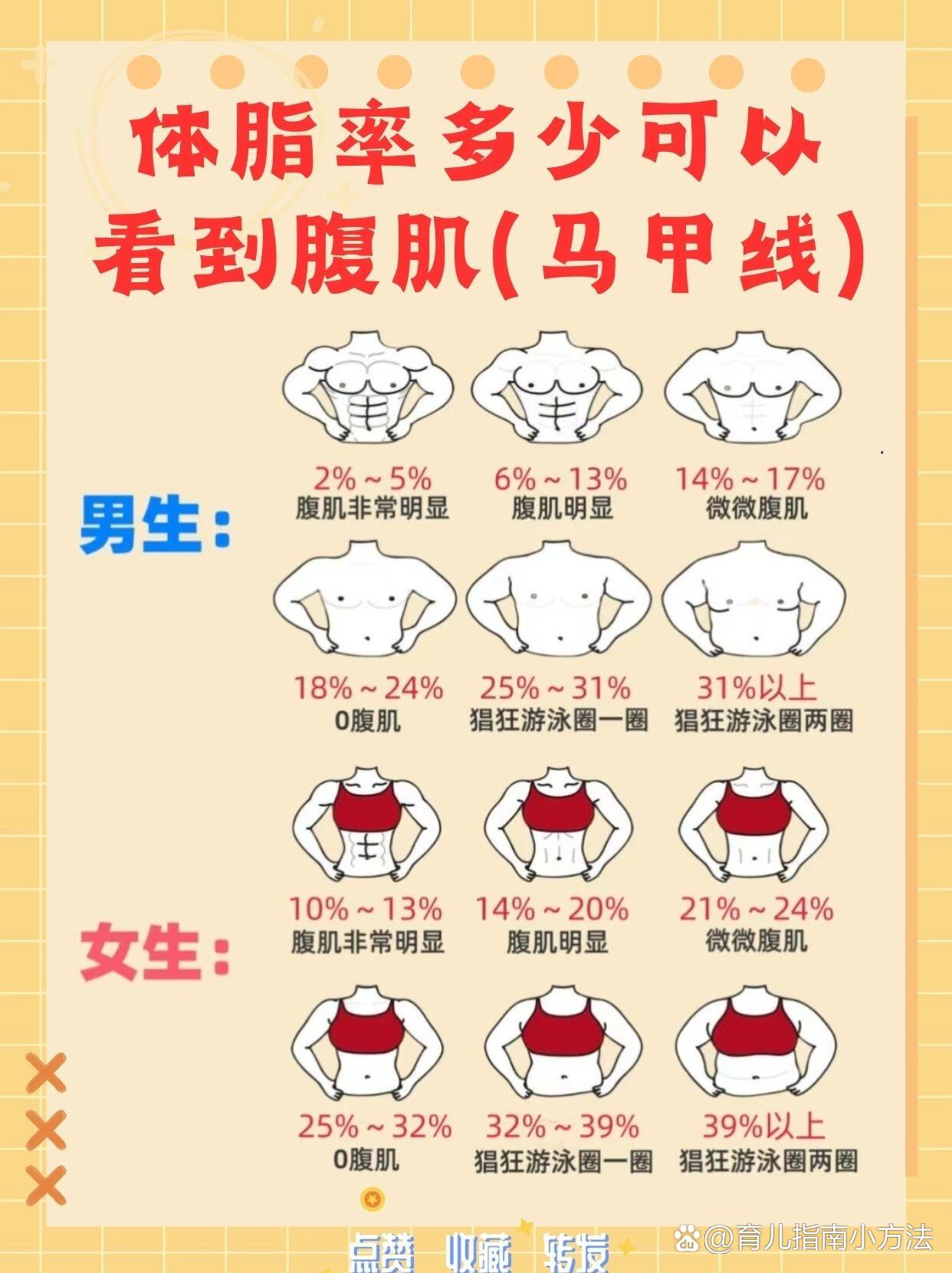 男女生体脂率多少才能看到腹肌/马甲线6315