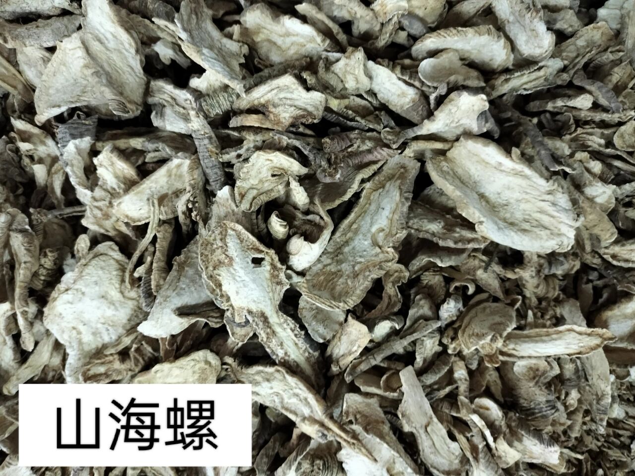  p>每日懂点中药～～山海螺 br>功效与作用 br>消肿,解毒,排脓,祛痰