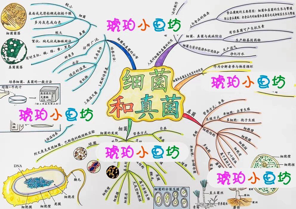 微生物手抄报图片内容图片