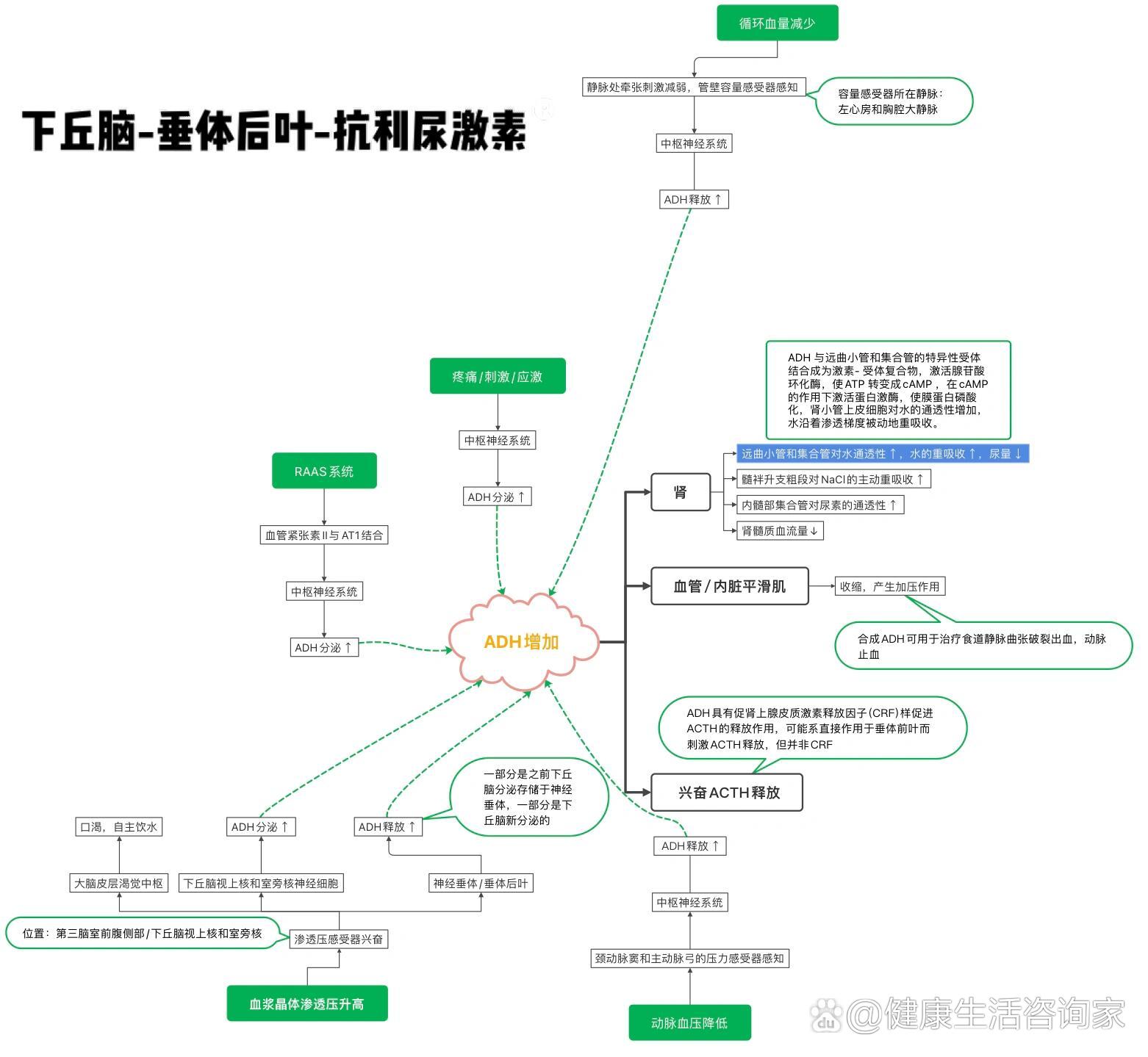 丘脑下部的生理功能图片