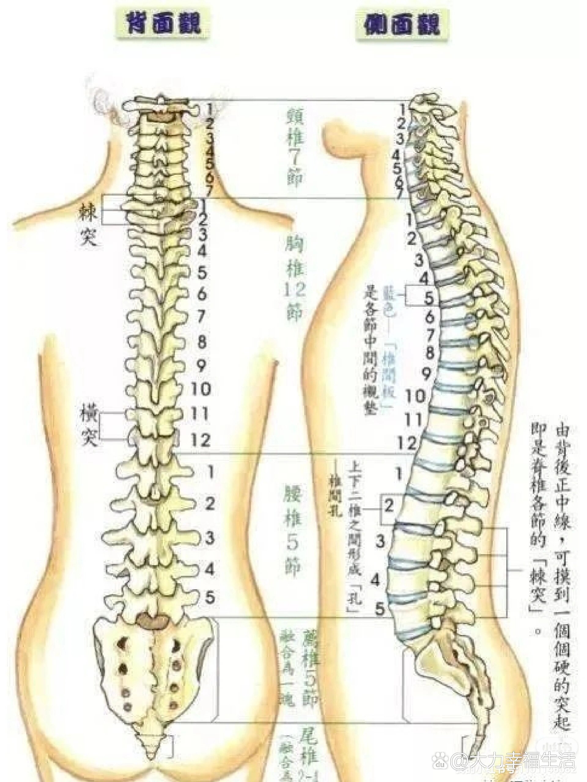 后背脊柱对应身体疾病(腰椎尾椎)