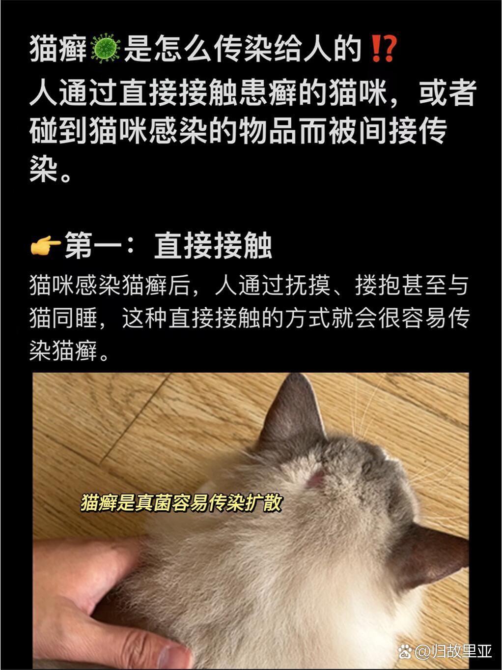 猫藓传染给人怎么治图片