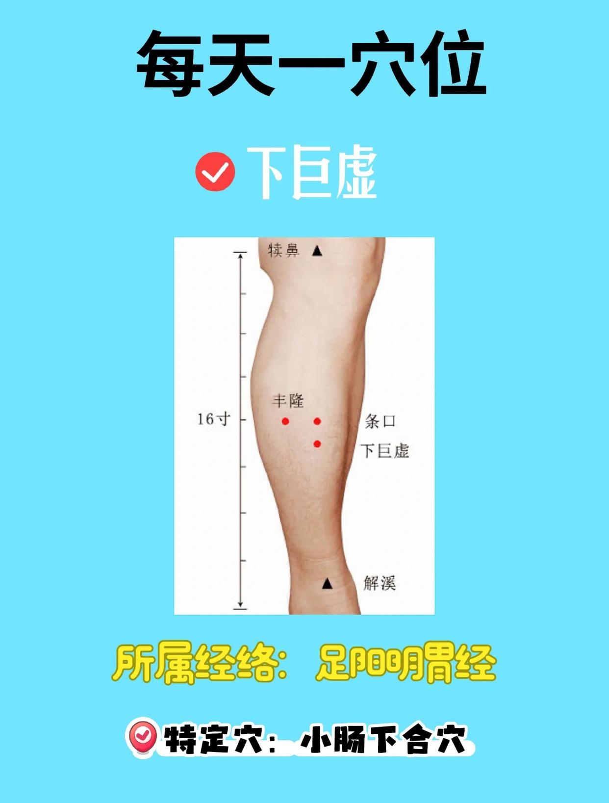 下巨虚穴位：调理肠胃，止痛小能手