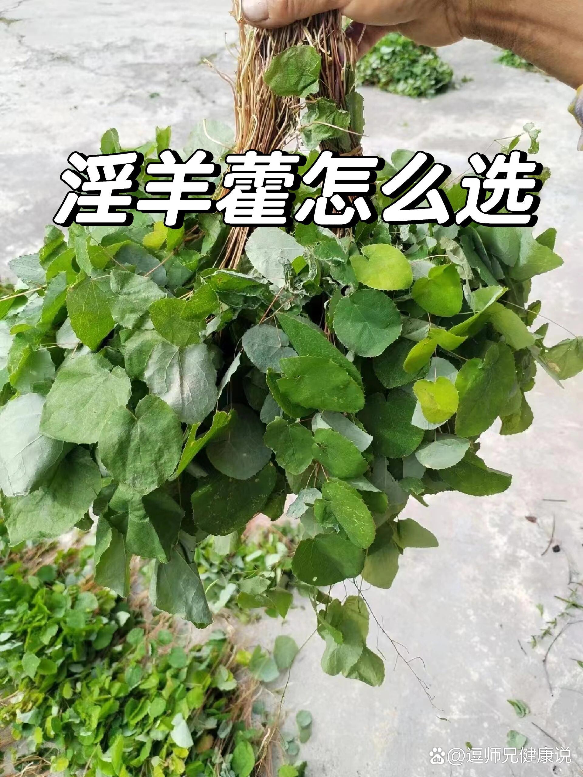 淫羊藿怎么选?