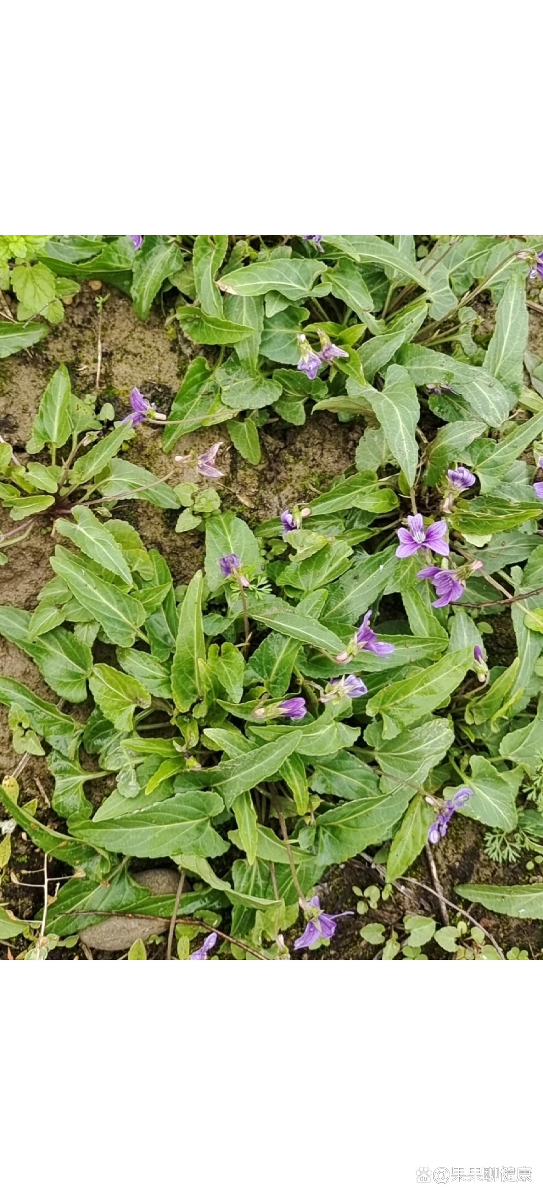 p 初春野菜紫花地丁 br 紫花地丁出自《本草纲目》