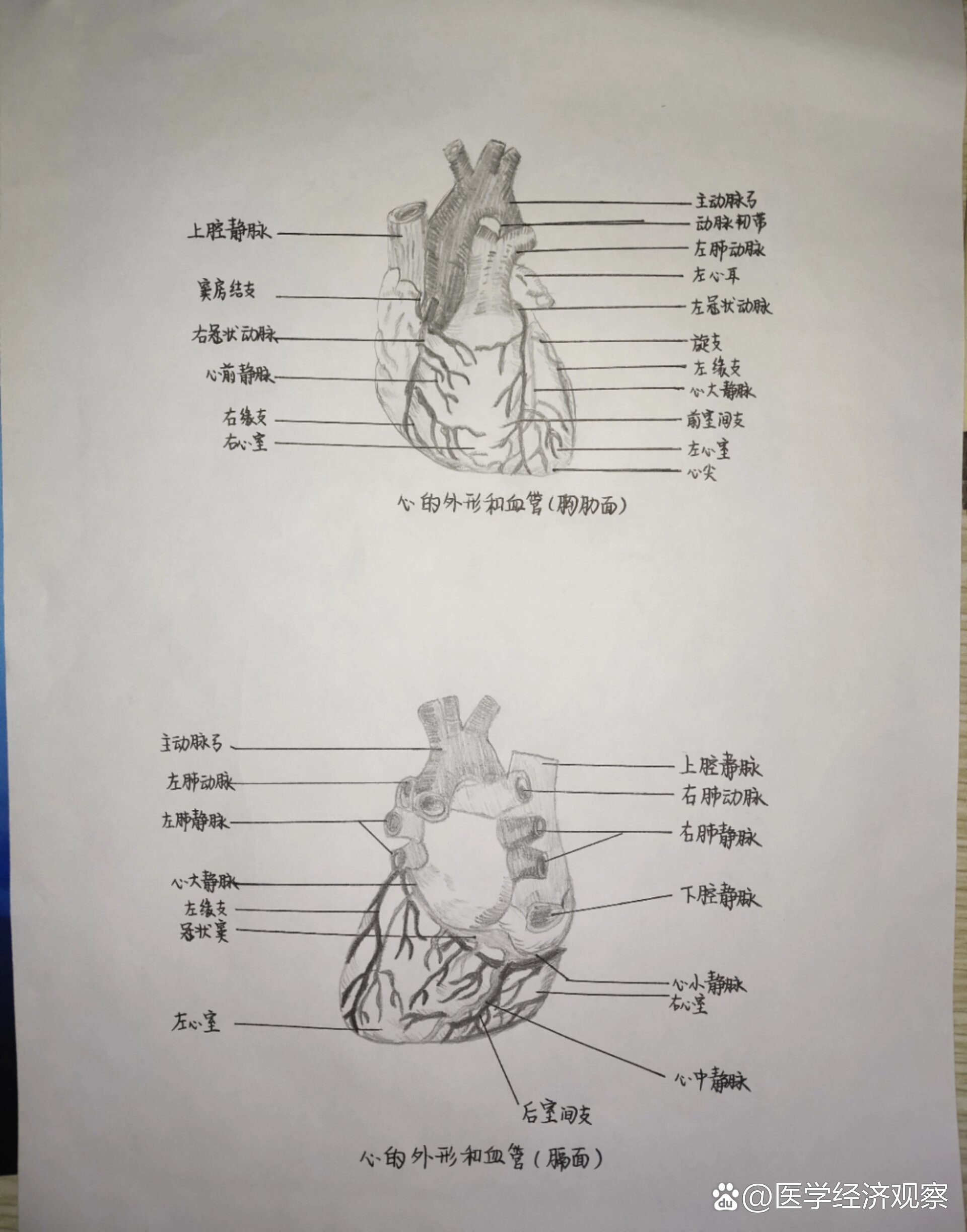 心脏平面简化图 手绘图片