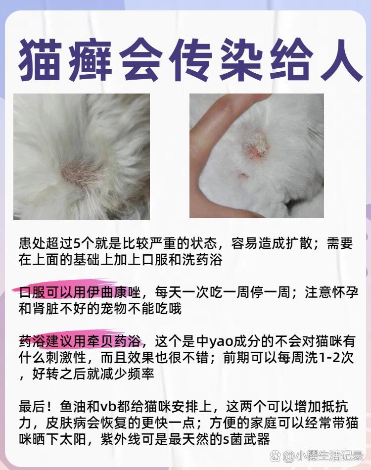 被猫传染了猫癣怎么办图片