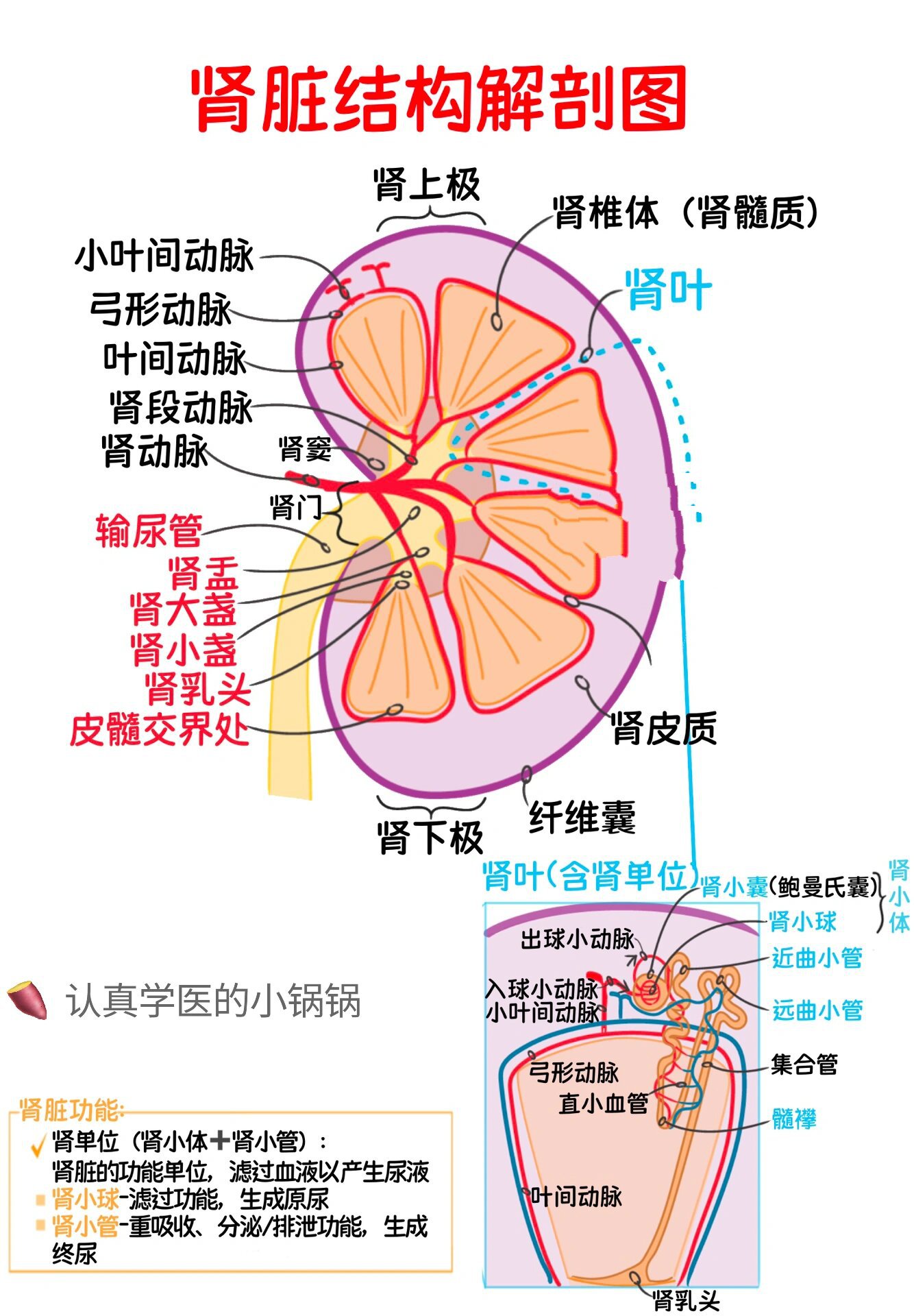 解剖图肾图片