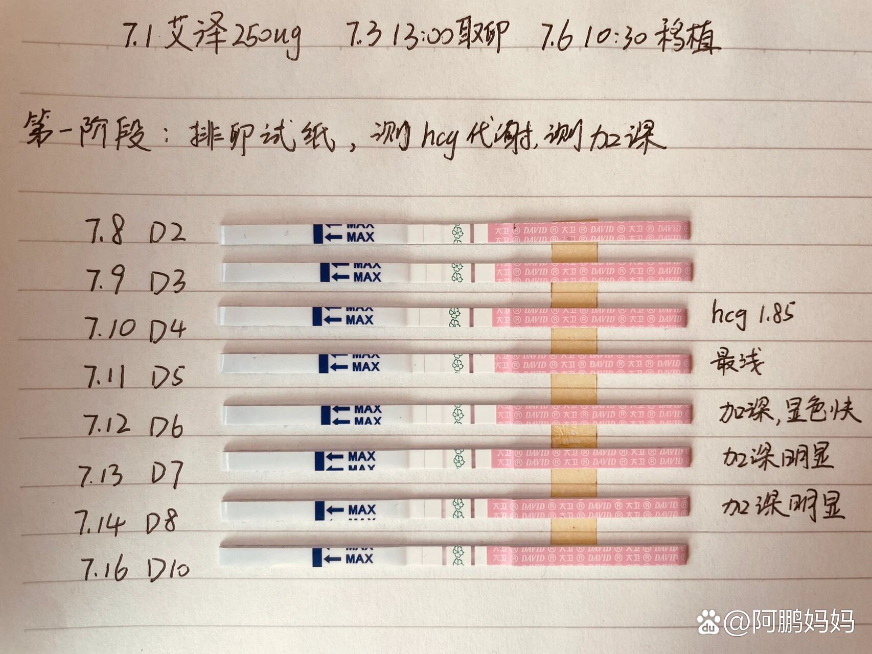 移植后试纸变化图图片