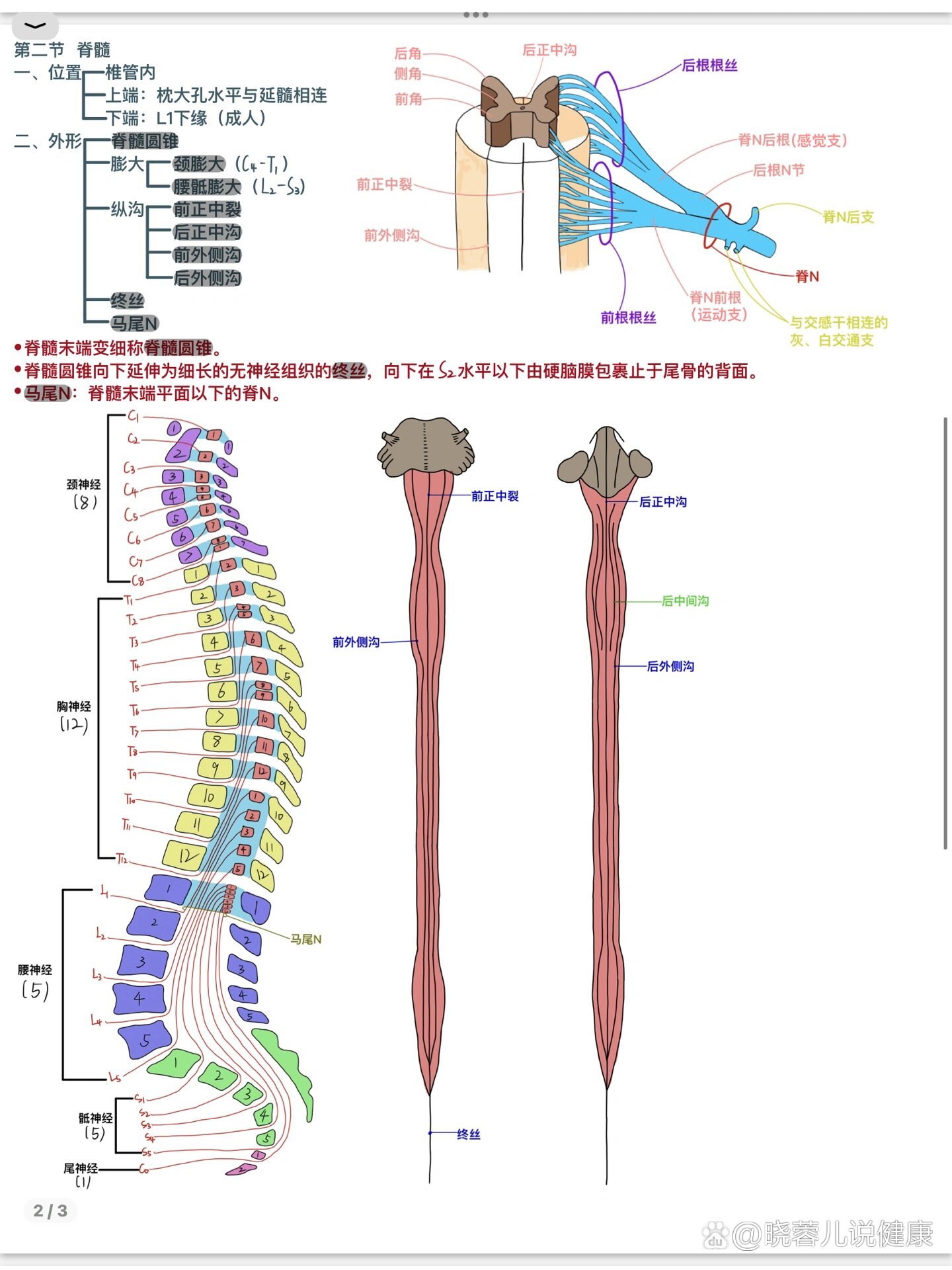 脊髓平面体表定位图片