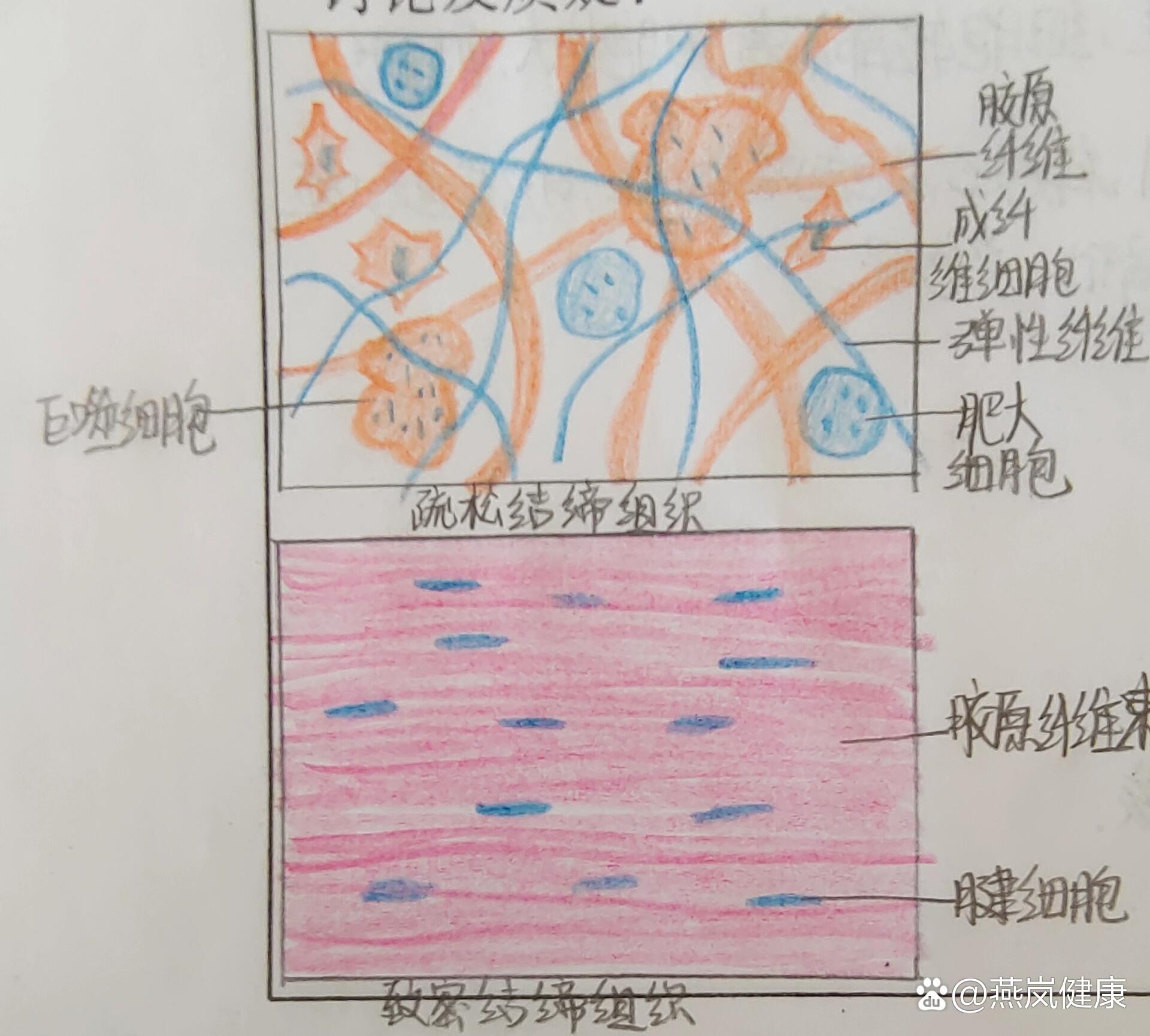 心肌纵切图图片