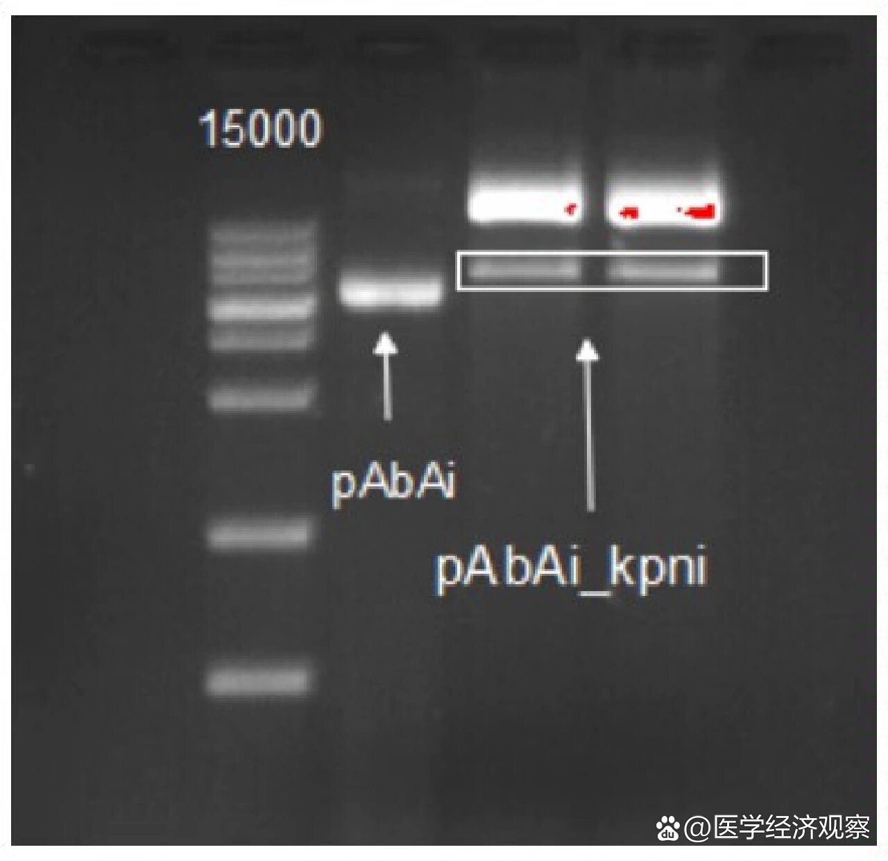 质粒跑胶图片