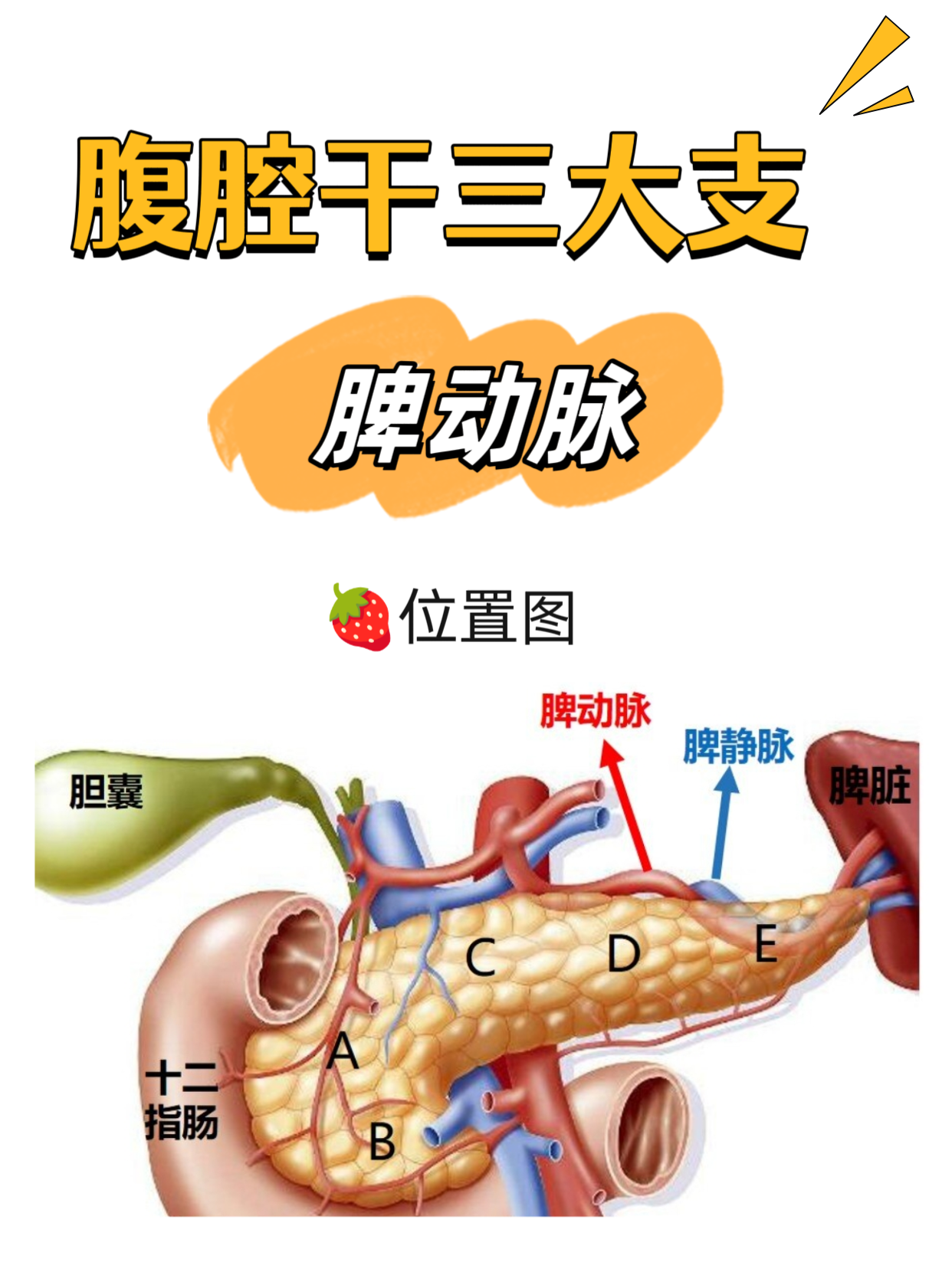  p>99我的中医博士朋友医院让她去中医学校做个讲座,主要讲腹腔干