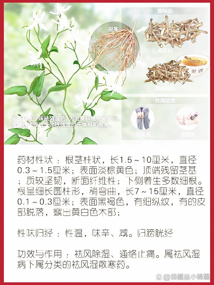每天一味中草药:威灵仙