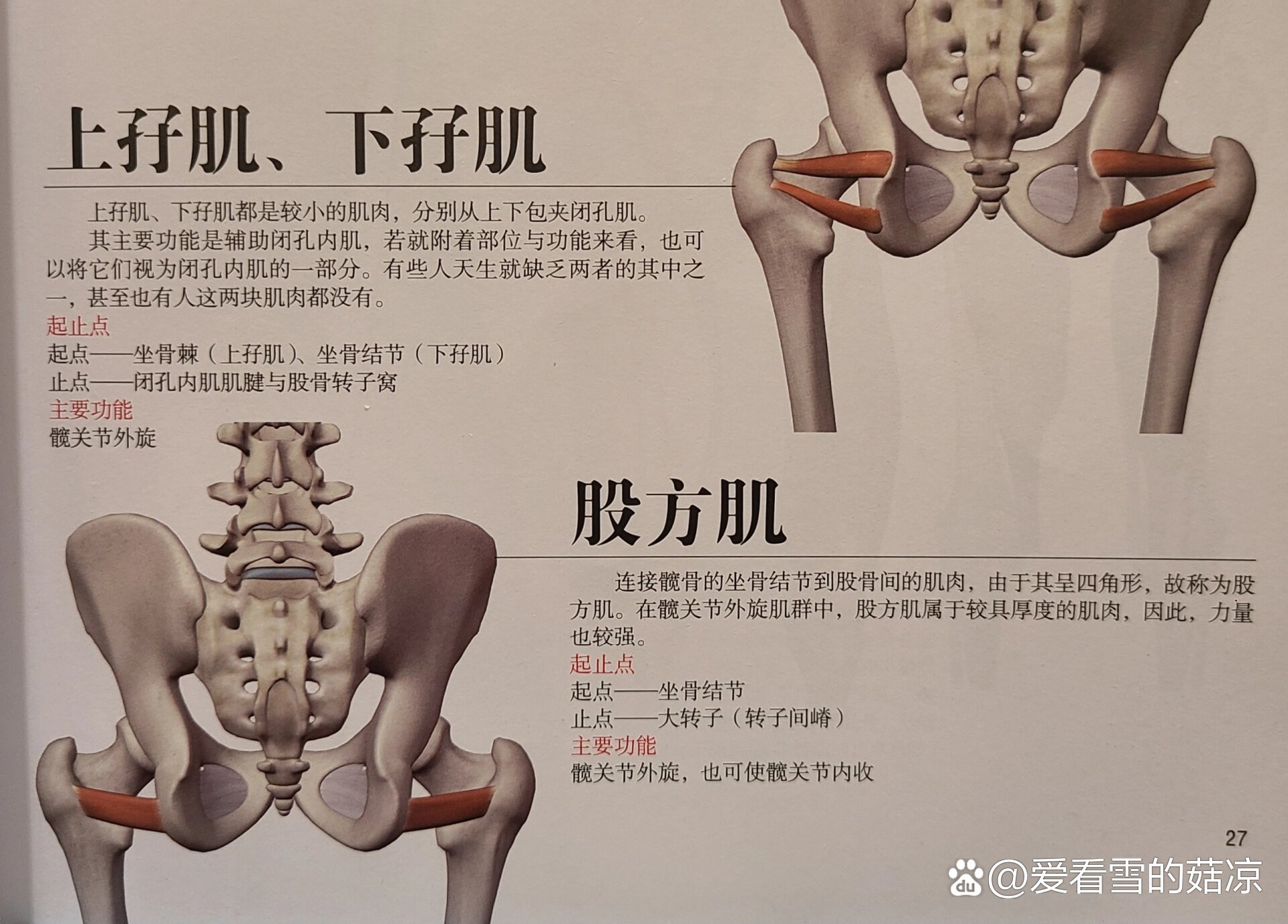 髋外旋肌群有哪些肌肉图片