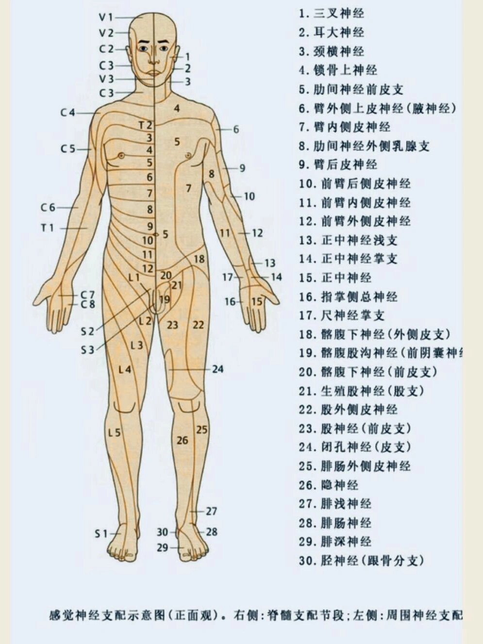 神经根支配区域图图片