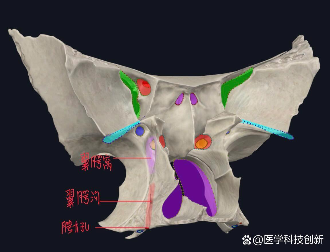 秒懂翼腭窝(看图!