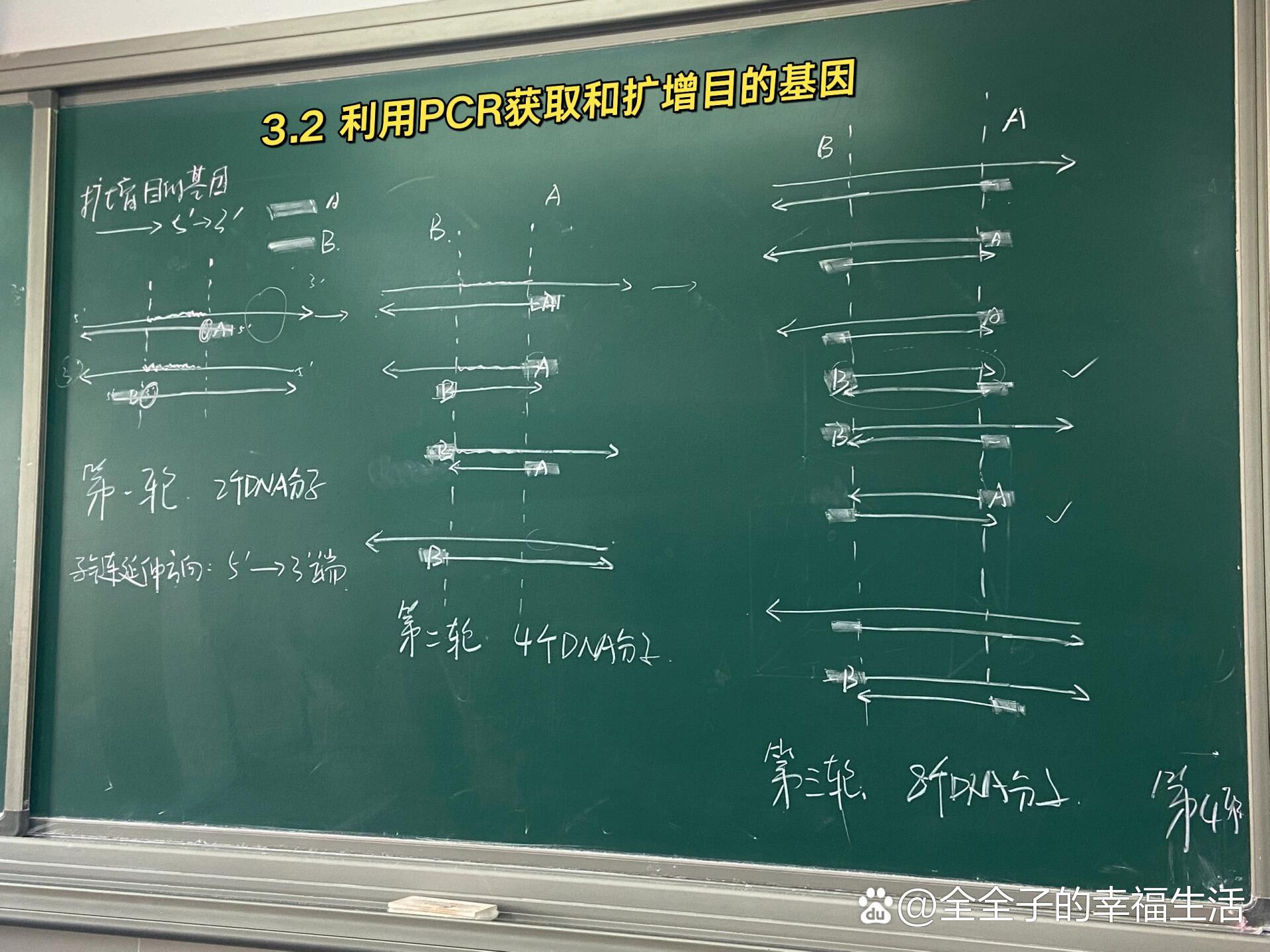 pcr技术三轮循环画图图片