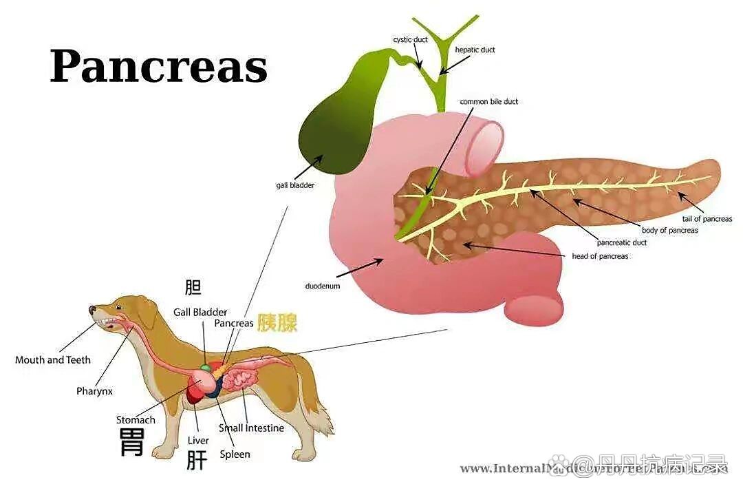 br 胰腺是狗狗的消化器官内脏之一