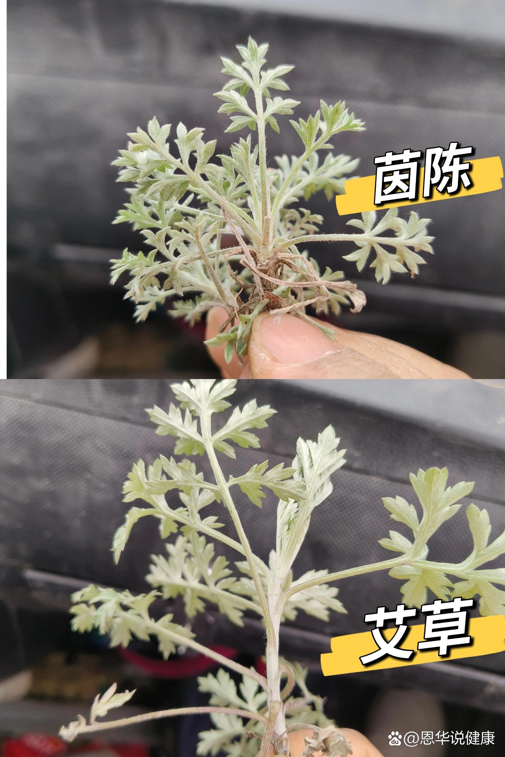 茵陈和艾草怎么分辨